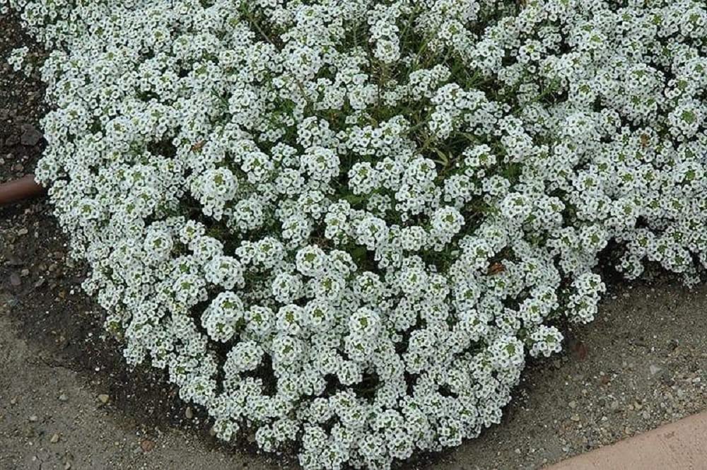 Seeds2Go Carpet of Snow alyssum brightens beds with massed white clusters.