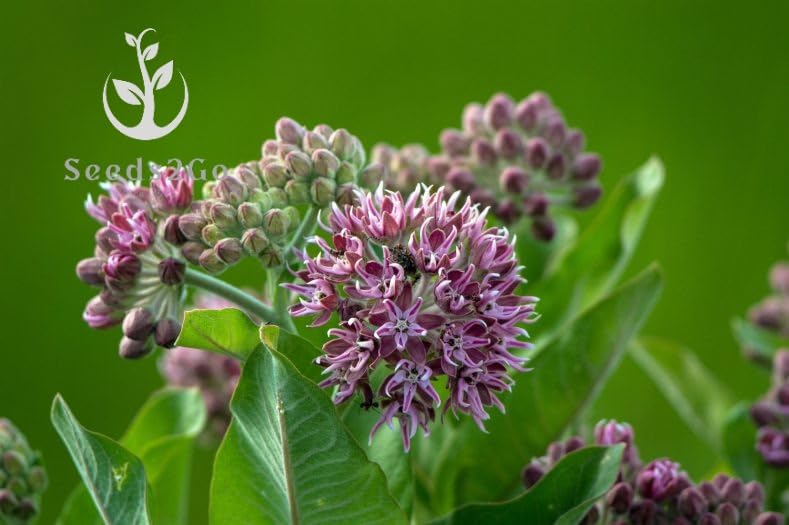 Seeds2Go asclepias-syriaca-flowering-plants enhances garden aesthetics while providing nectar for bees.