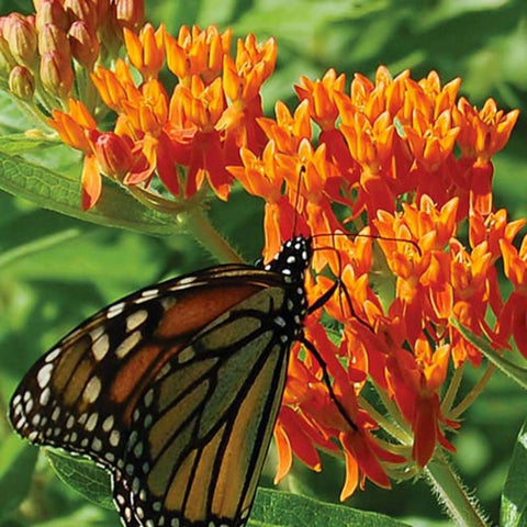Seeds2Go asclepias tuberosa flowers closeup shows vibrant orange blooms.