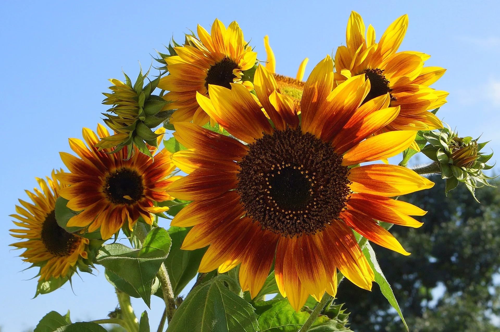 Seeds2Go Autumn Beauty stem and bloom view emphasizes sturdy stems for cut flowers