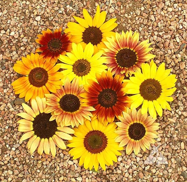 Seeds2Go Autumn Beauty close-up highlights petals in autumn hues for bouquets