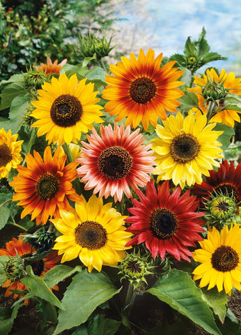 Seeds2Go Autumn Beauty sunflower bloom in warm fall colors for borders