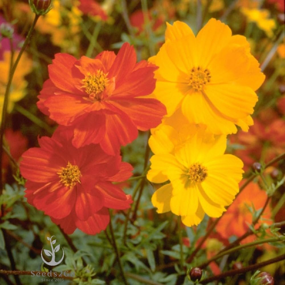Seeds2Go Bright Lights Cosmos bloom with vibrant yellow and orange hues for sunny borders.