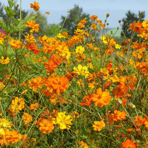 Seeds2Go Bright Lights Cosmos closeup shows double petals and pollinator appeal.