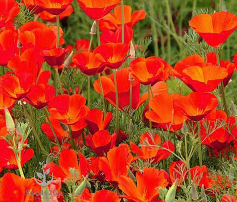 Seeds2Go California Poppy Red Chief bloom close-up showing vibrant color.