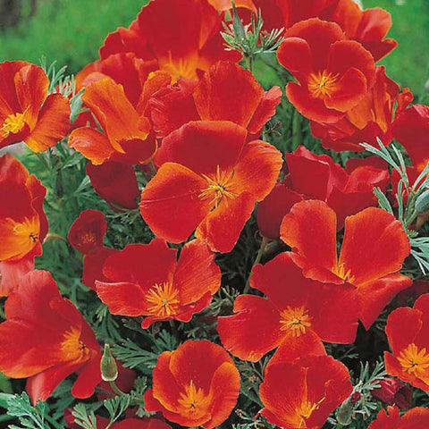 Seeds2Go Red Chief Poppy in full sun attracting butterflies and bees.