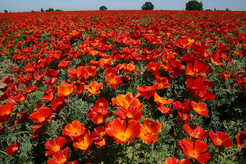 Seeds2Go California Poppy Red Chief in garden border setting shows drought-tolerant display.