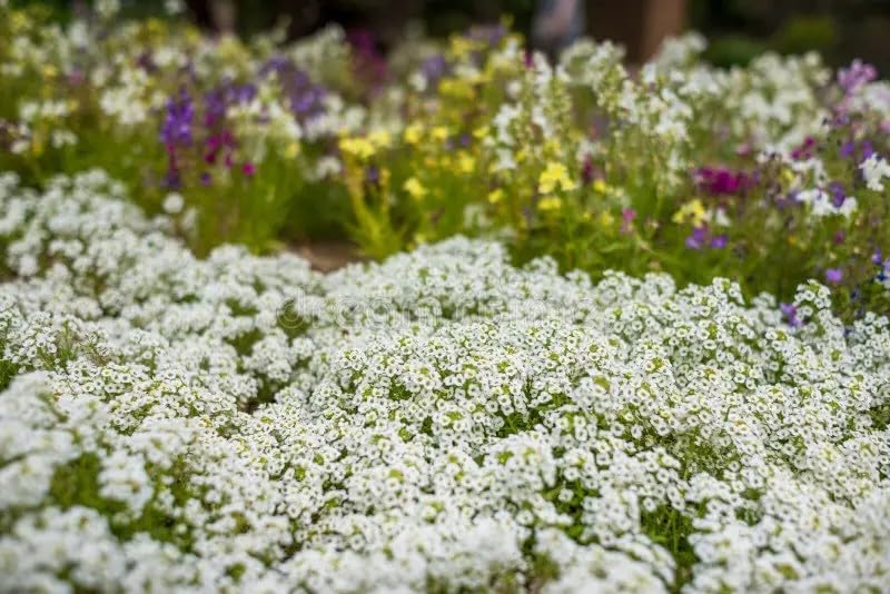 Seeds2Go Carpet of Snow alyssum flowers form a low-growing white groundcover.