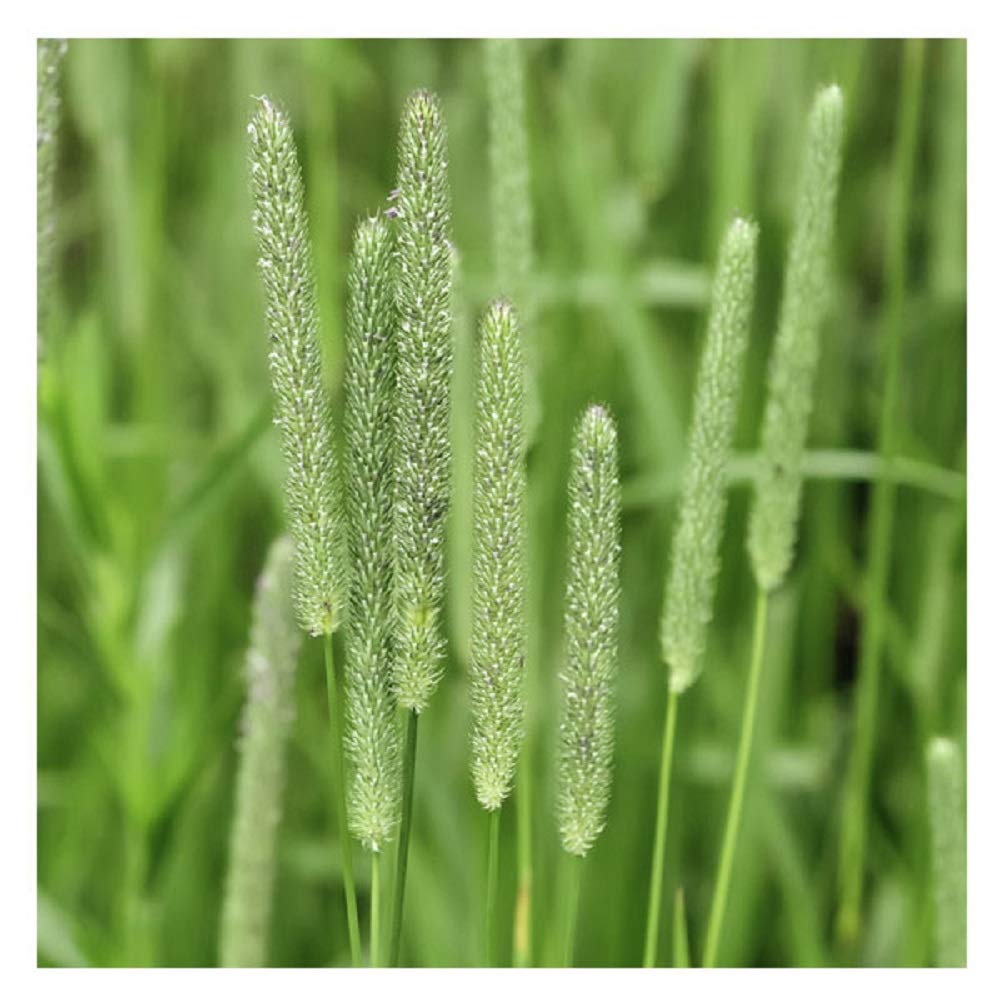 Seeds2Go Climax Timothy seedling in soil shows quick establishment and soil stabilization.
