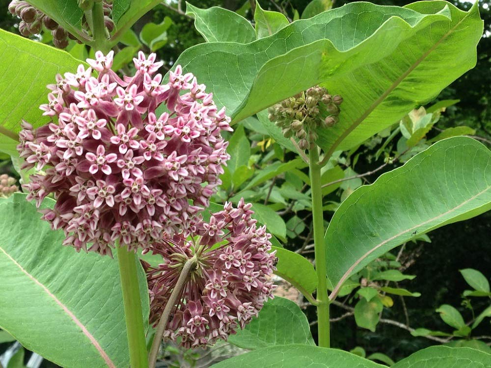 Seeds2Go common milkweed seeds pack 100 in bloom attracts pollinators and supports monarchs.