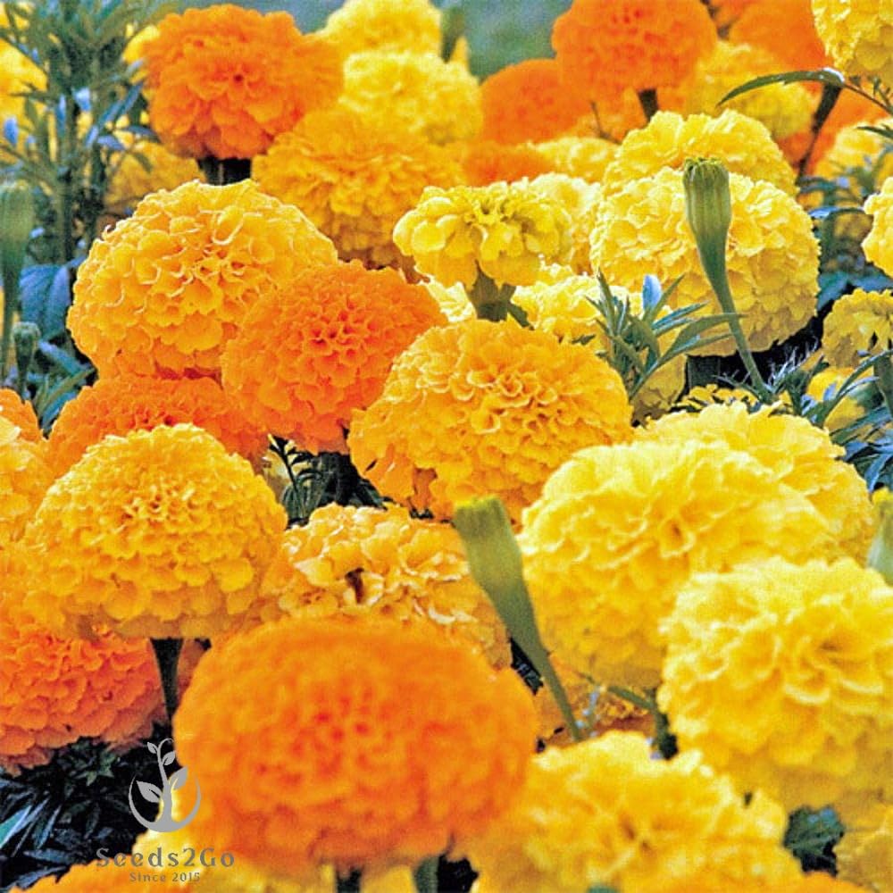 Seeds2Go Crackerjack Mix bloom close-up for vibrant borders and bouquets.
