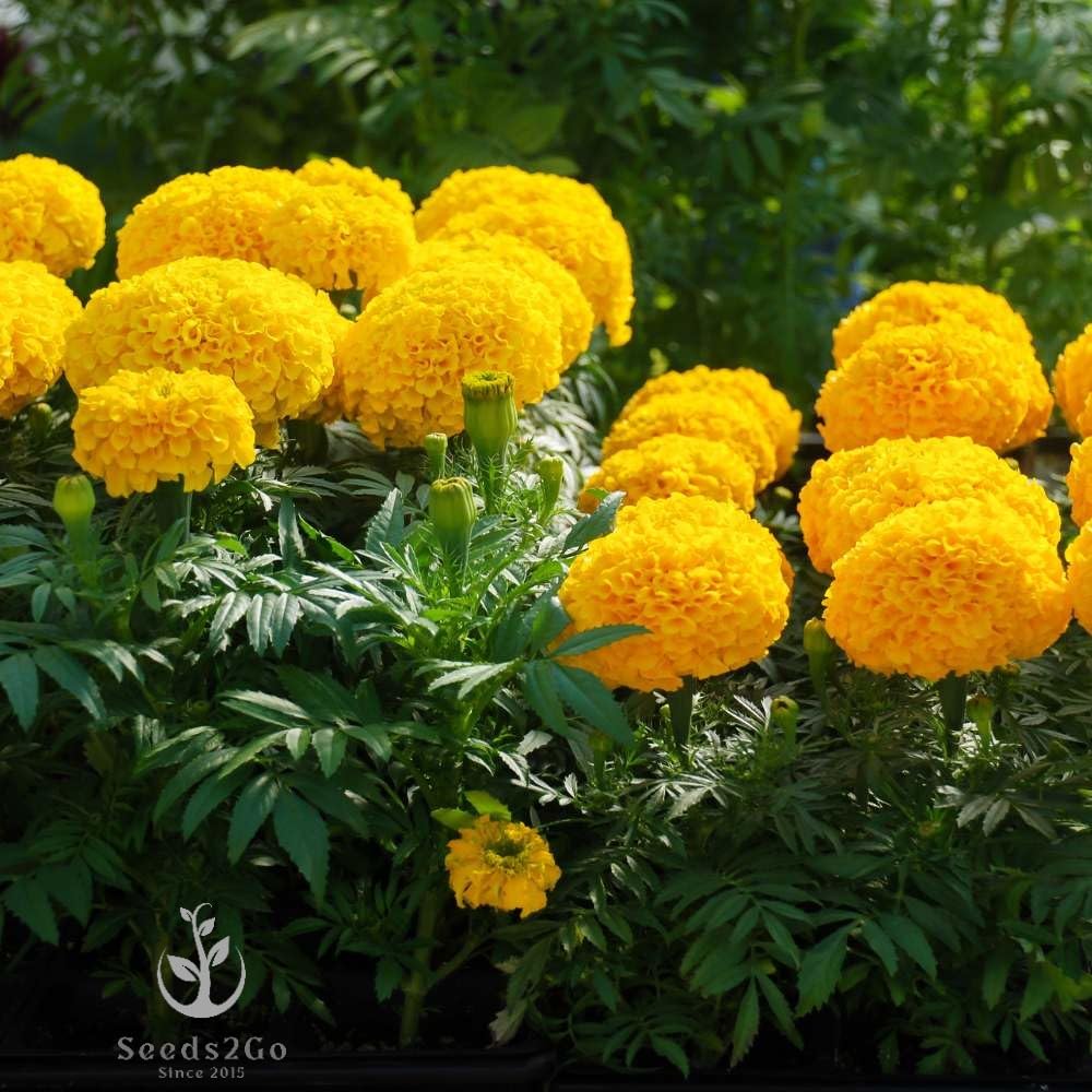 Seeds2Go Crackerjack Mix in-bed display for a sunny garden backdrop.