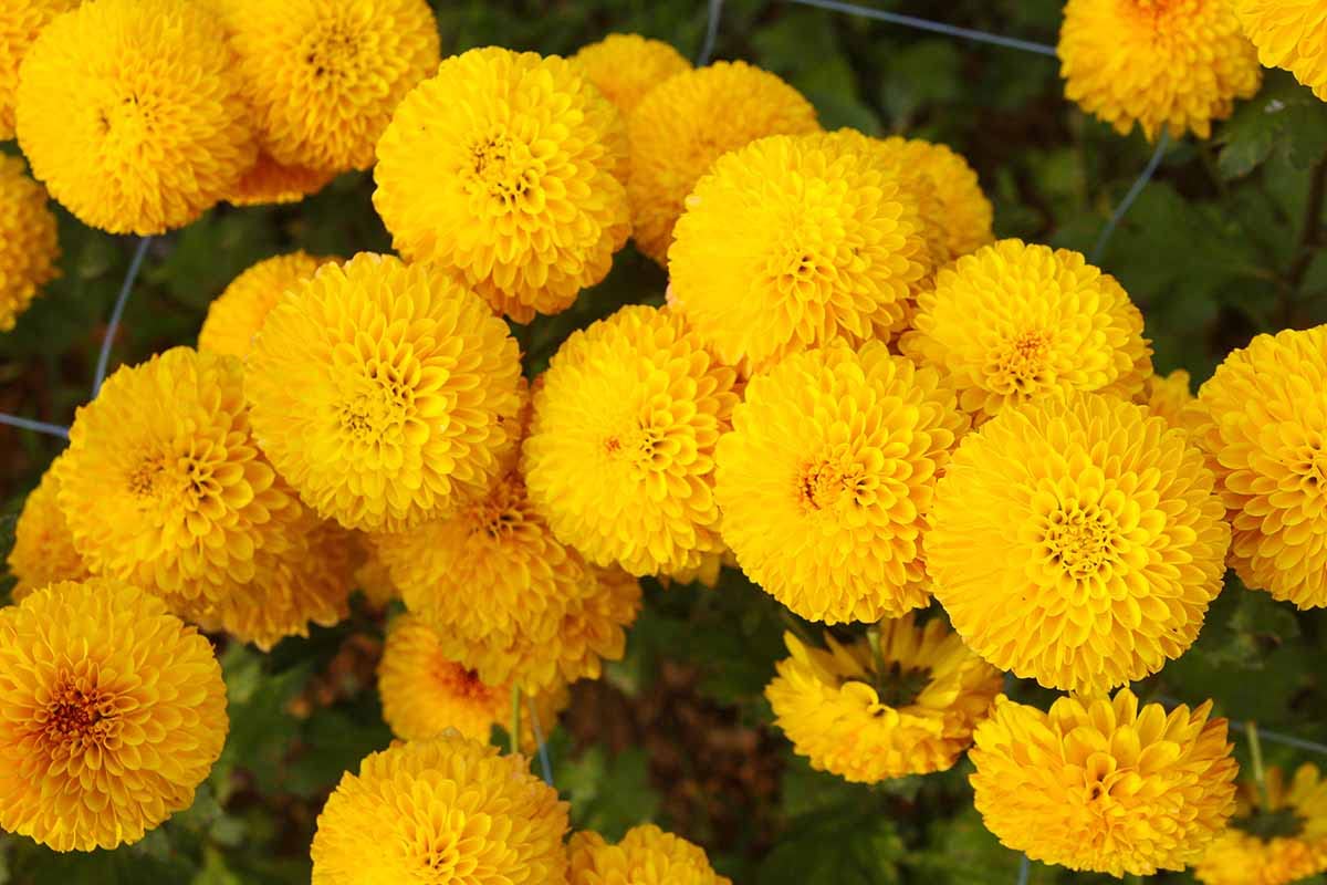 Seeds2Go Crackerjack Mix cut-flowers ready for long-lasting arrangements.