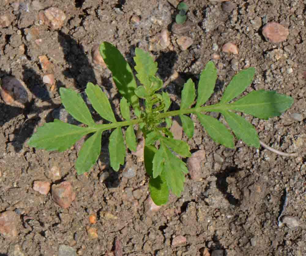 Seeds2Go Crackerjack Mix sun-loving marigolds brighten outdoor beds.