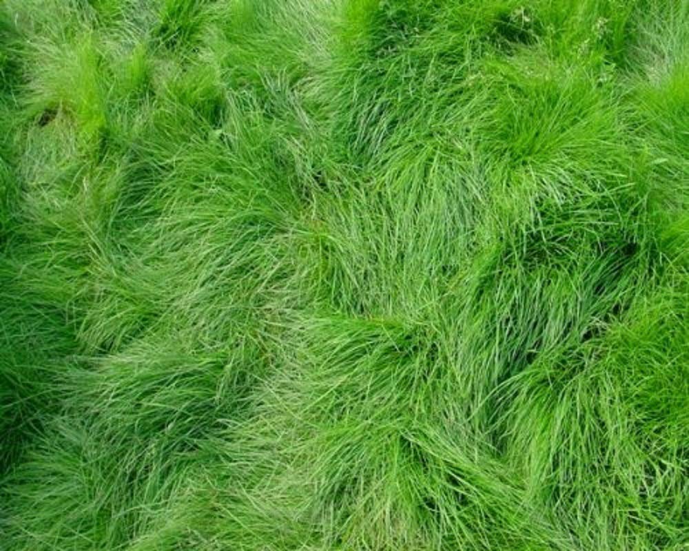 Seeds2Go Creeping Red Fescue seed bag, ideal for dry shade and erosion control.