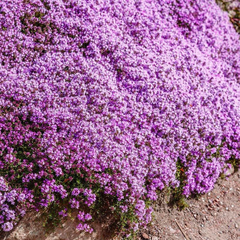 Seeds2Go creeping thyme forms dense ground cover with fragrant foliage for sunny borders