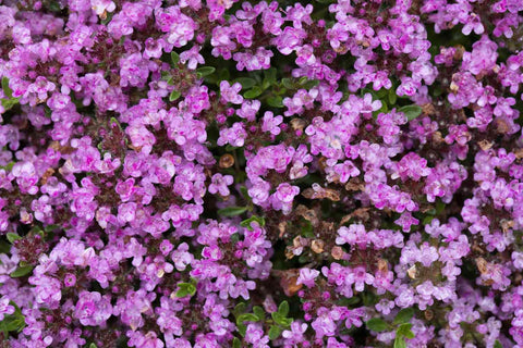 Seeds2Go creeping thyme displays lavender blooms to attract pollinators in garden beds