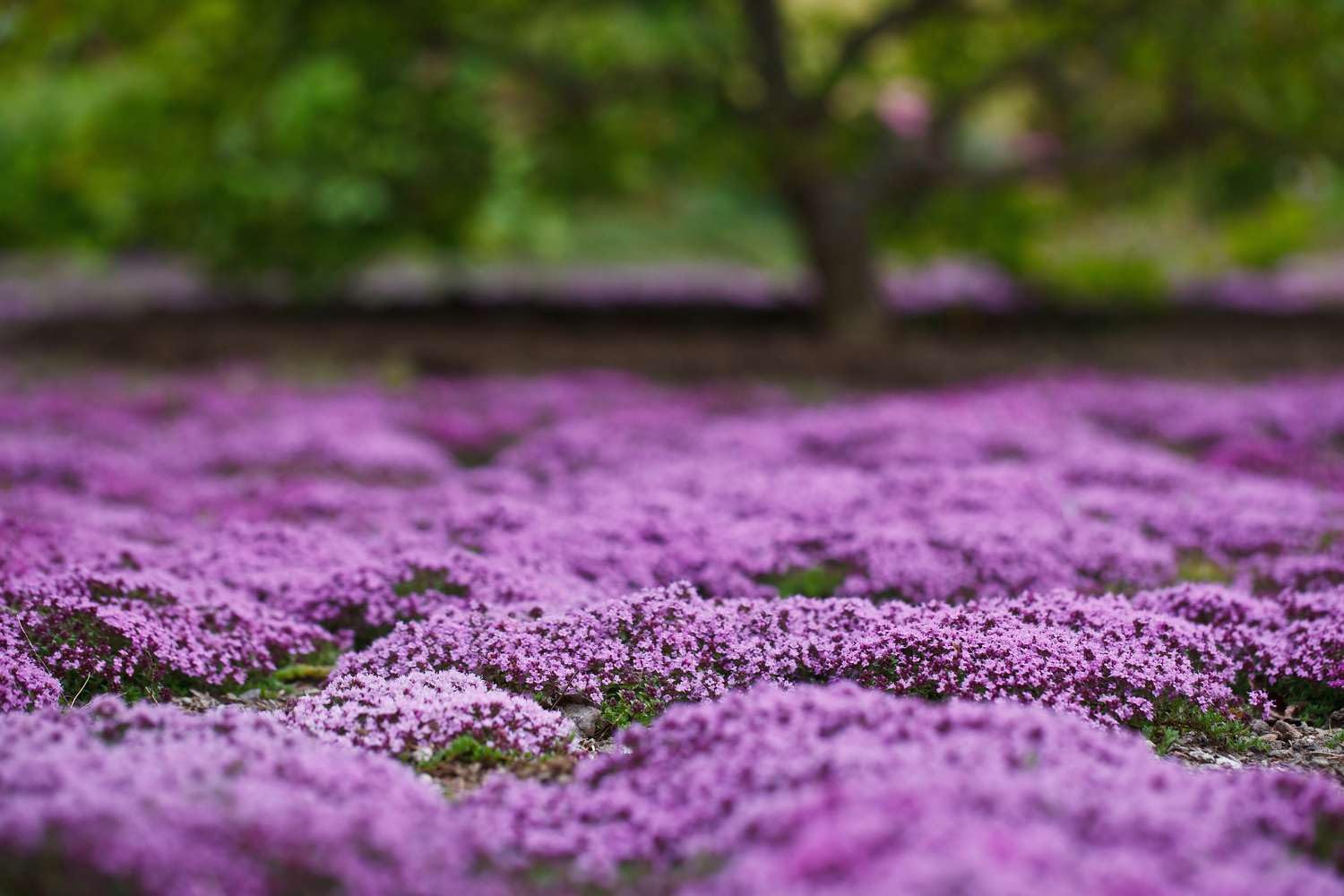 Seeds2Go creeping thyme seeds packet ready for outdoor sowing and drought-tolerant ground cover