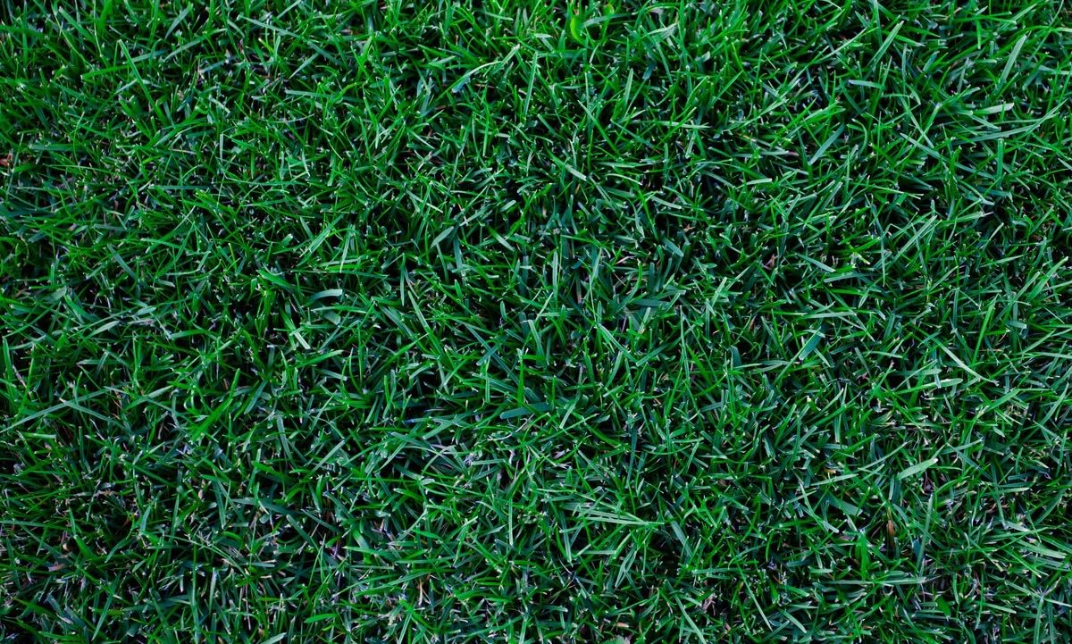 Seeds2Go dense emerald lawn close-up highlighting thick, traffic-tolerant turf.