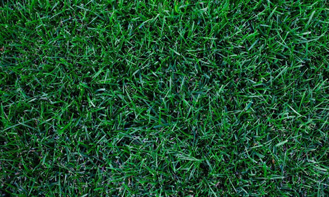 Seeds2Go dense emerald lawn close-up highlighting thick, traffic-tolerant turf.