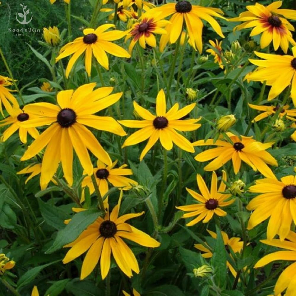 Seeds2Go drought-tolerant garden image demonstrates tough growth in poor soils.