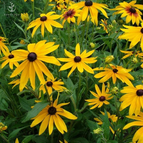Seeds2Go drought-tolerant garden image demonstrates tough growth in poor soils.