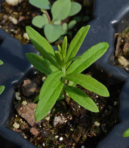 Seeds2Go drought-tolerant perennial stands in sunny beds attracting wildlife.