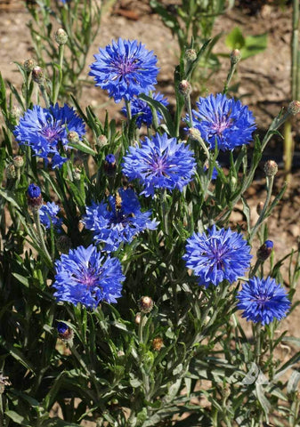 Seeds2Go Dwarf Blue Cornflower seed packet for spring plantings.