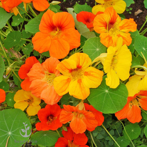 Seeds2Go Dwarf Jewel Mix Nasturtium seeds pack showing colorful varieties for quick garden color and easy growing.