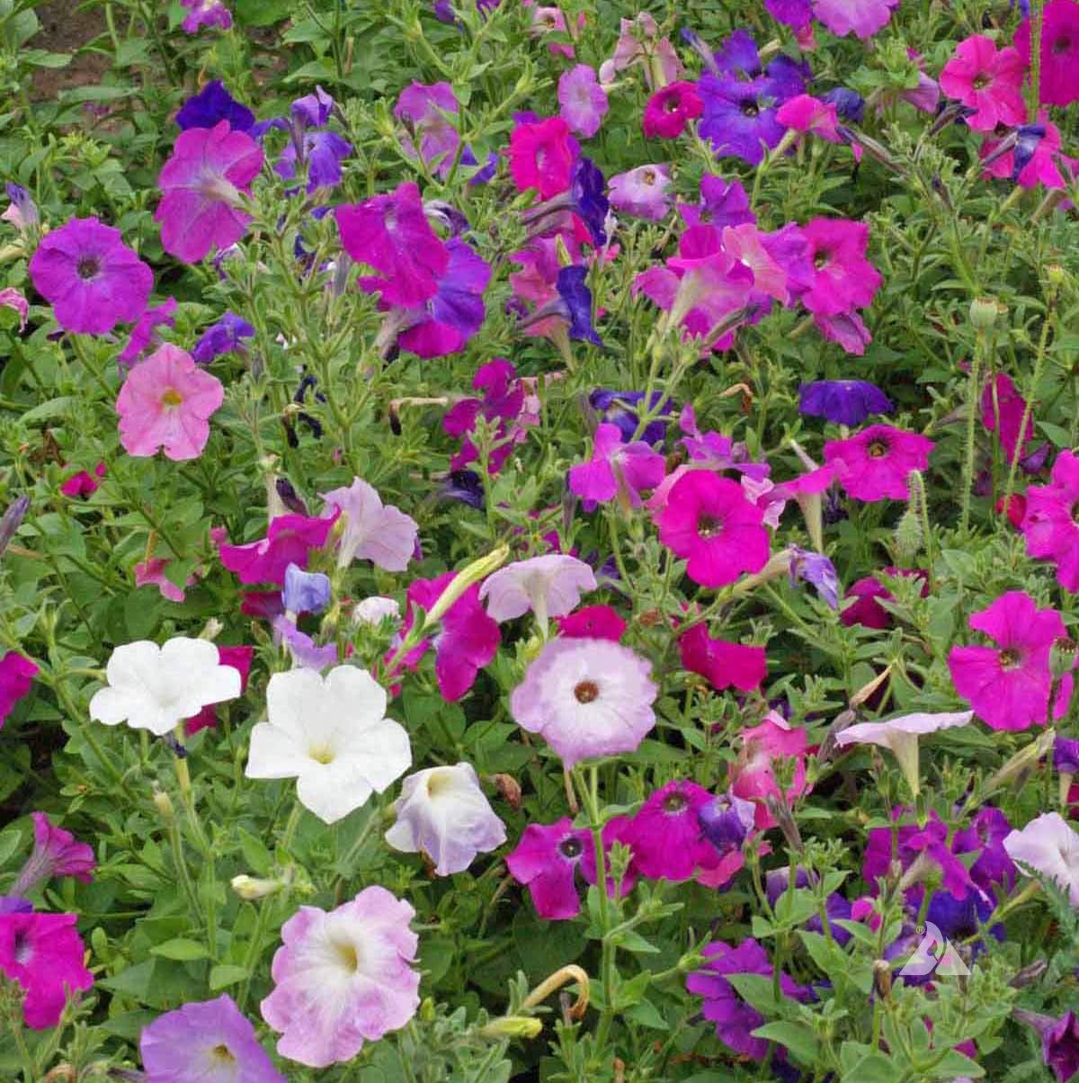 Seeds2Go Dwarf Mix Petunia in a garden bed border with continuous color from spring to frost.