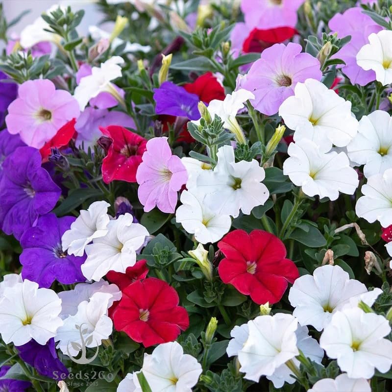 Seeds2Go Dwarf Mix Petunia seeds ready for sowing, promise dense color in garden beds.