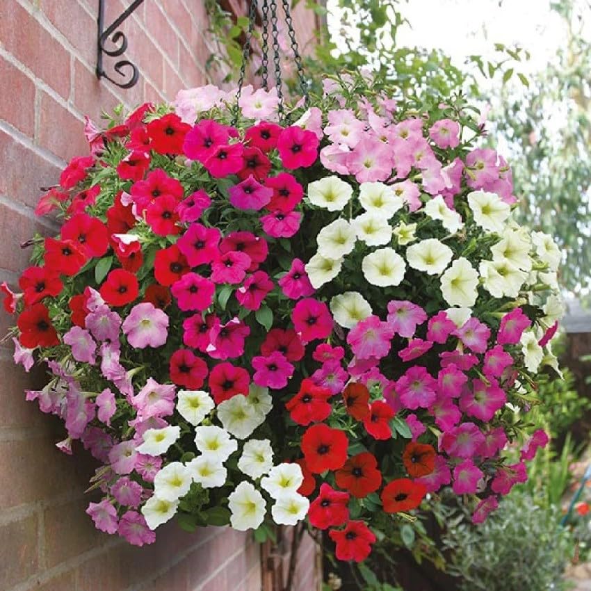 Seeds2Go Dwarf Petunia blooms close-up showing compact plants and vivid color.