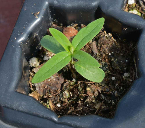Seeds2Go easy-maintenance-milkweed-seedling supports garden biodiversity with minimal care.