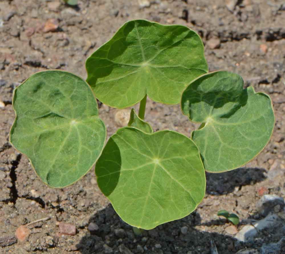 Seeds2Go Edible Nasturtium Flowers showcase edible blooms for salads and garnish in gardens.