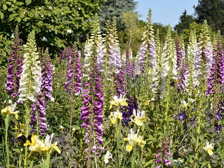 Seeds2Go foxglove garden-ready display in shade borders and self-seeding