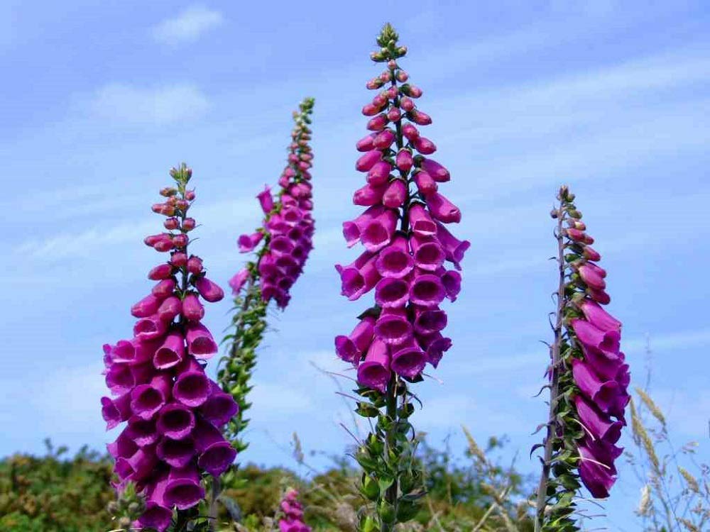 Seeds2Go foxglove mix bloom spires image shows tall color-rich flowers