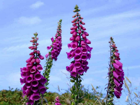 Seeds2Go foxglove mix bloom spires image shows tall color-rich flowers