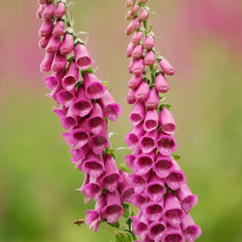 Seeds2Go foxglove mix close-up of cream pink lavender and white blooms