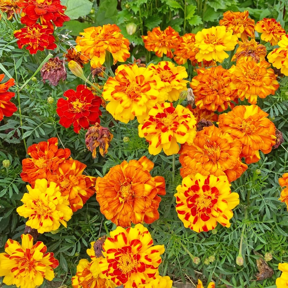 Seeds2Go French Marigold Sparky Mix bloom close-up with vibrant petals attracting pollinators