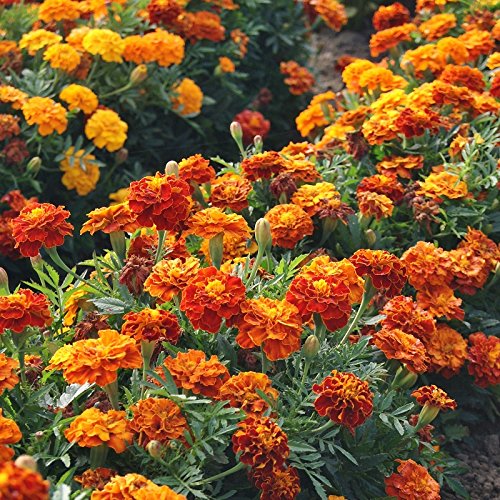 Seeds2Go French Marigold Sparky Mix border plants add color and deter pests