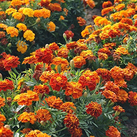 Seeds2Go French Marigold Sparky Mix border plants add color and deter pests
