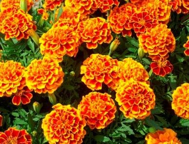 Seeds2Go French Marigold Sparky Mix container garden brings bright cheer to patios