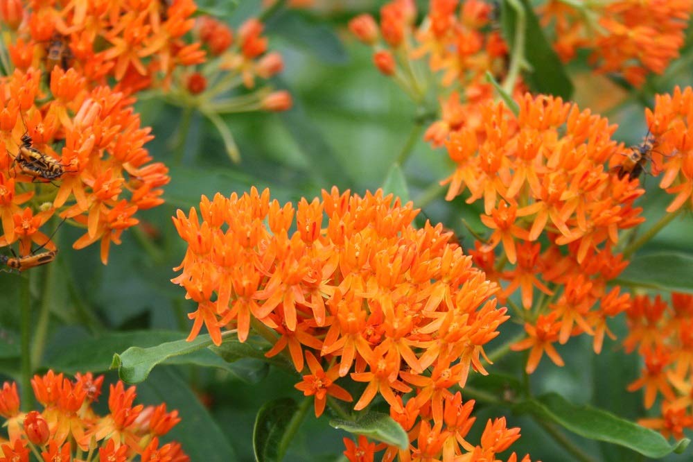 Seeds2Go full sun garden setup features drought-tolerant butterfly milkweed.