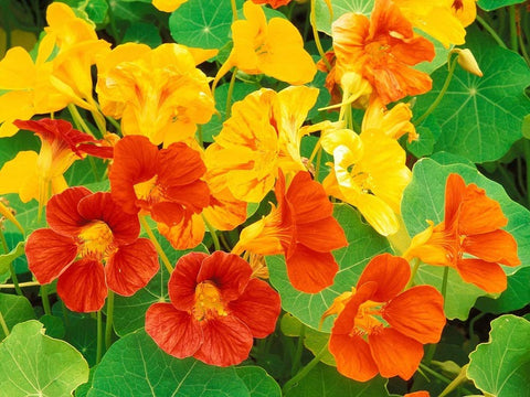 Seeds2Go Garden Use Ground Cover Nasturtium highlights vibrant foliage and easy cascading height for borders.