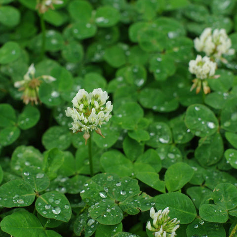 Seeds2Go ground-cover white clover for erosion control in landscaped areas.