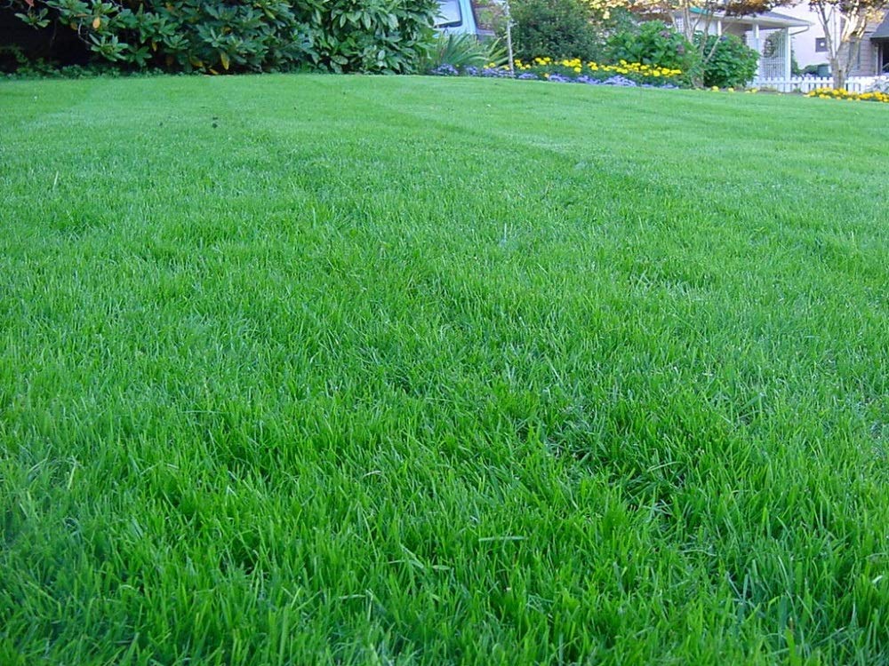 Seeds2Go Kentucky Bluegrass seed 1lb image showing lush emerald lawn potential.