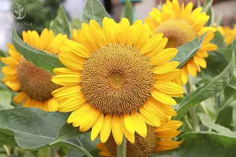 Seeds2Go Mammoth Grey Stripe bloom closeup highlighting vibrant petals and bees.
