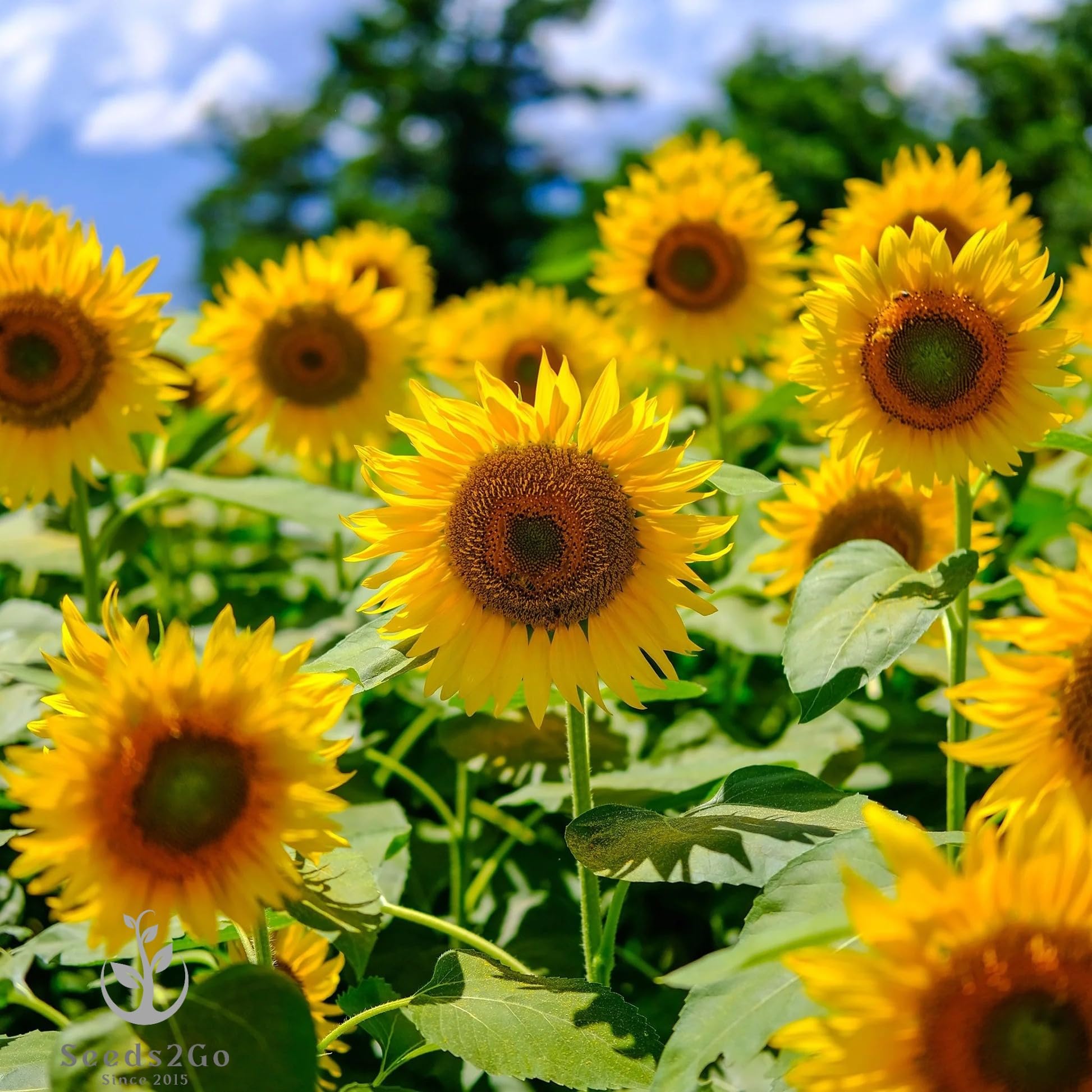 Seeds2Go Mammoth Grey Stripe tall sunflower plant provides a dramatic garden backdrop.