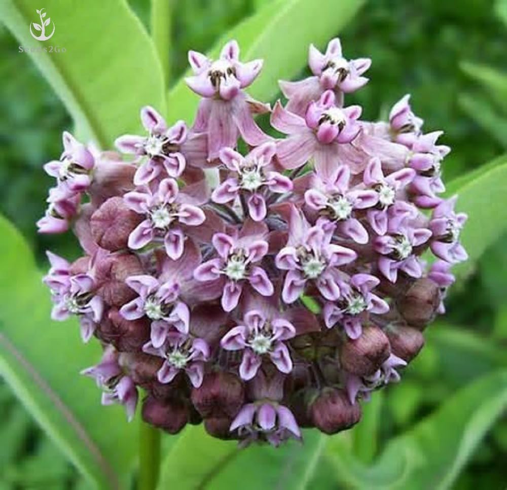 Seeds2Go milkweed-nectar-plants-bees supports pollinators with abundant nectar during summer.