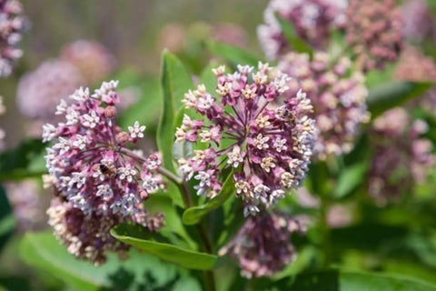 Seeds2Go monarch-host-plant-visual invites monarchs to visit and lay eggs near nectar-rich blooms.